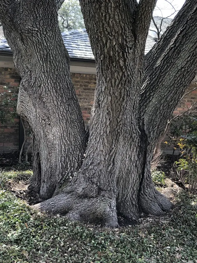 Mature heritage tree close to a Panther Burn property cared for by certified arborists